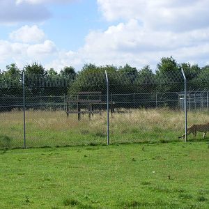 Cheetah enclosure at Hamerton Zoo, 12 September 2010
