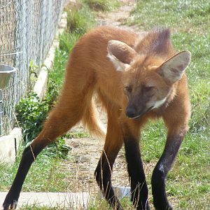 Maned wolf at Hamerton Zoo, 12 September 2010