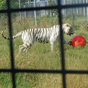 Blizzard the Bengal tiger at Hamerton Zoo, 12 September 2010