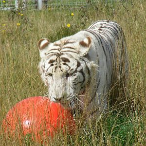 Blizzard the Bengal tiger at Hamerton Zoo, 12 September 2010