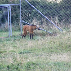 Maned wolf at Hamerton Zoo, 12 September 2010