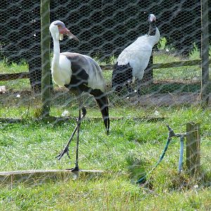 Wattled crane (with Manchurian crane behind) at Hamerton Zoo, 12 September