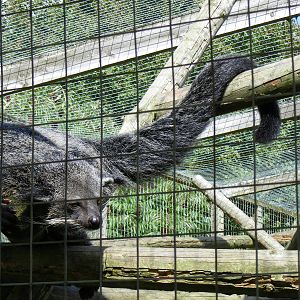 Binturong at Hamerton Zoo, 12 September 2010