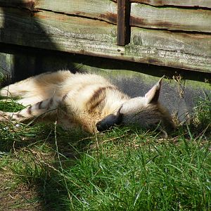 Aardwolf at Hamerton Zoo, 12 September 2010