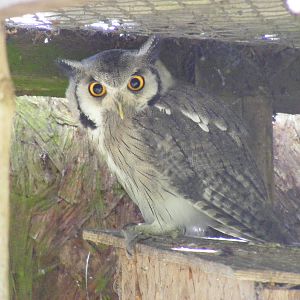 White-faced scops owl at Hamerton Zoo, 12 September 2010