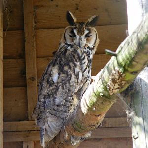 Striped owl at Hamerton Zoo, 12 September 2010