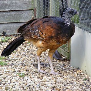 Greater curassow at Hamerton Zoo, 12 September 2010