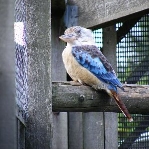 Blue-winged kookaburra at Hamerton Zoo, 12 September 2010