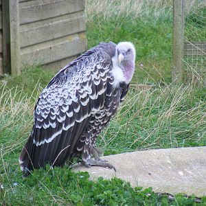 Ruppell's griffon vulture at Hamerton Zoo, 12 September 2010