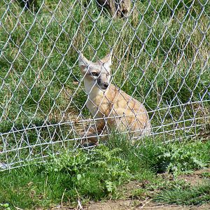 Corsac fox at Hamerton Zoo, 12 September 2010