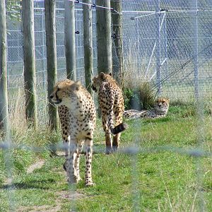 Cheetahs at Hamerton Zoo, 12 September 2010
