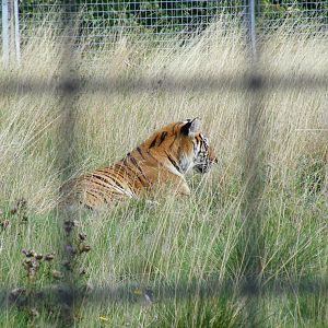 Lady-Belle the Bengal tiger at Hamerton Zoo, 12 September 2010