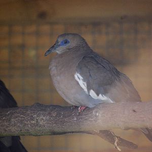 White-winged dove