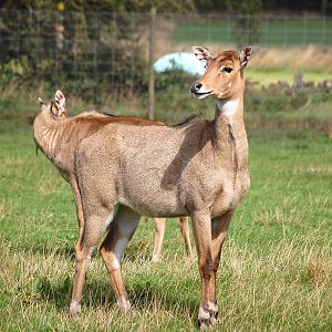Nilgai