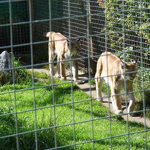 Northern lynxes at Shepreth Wildlife Park, 12 September 2010