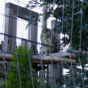 Bengal eagle owl at Shepreth Wildlife Park, 12 September 2010