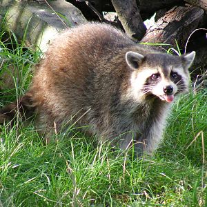 Raccoon at Shepreth Wildlife Park, 12 September 2010