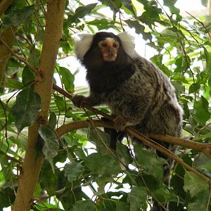 Common marmoset at Shepreth Wildlife Park, 12 September 2010