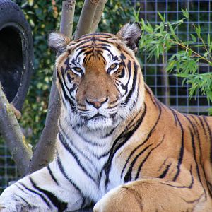Tiger at Shepreth Wildlife Park, 12 September 2010