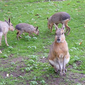 Maras at Shepreth Wildlife Park, 12 September 2010