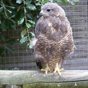 Common buzzard at Shepreth Wildlife Park, 12 September 2010