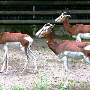 Mhorr gazelle; Frankfurt; 9th September 2010