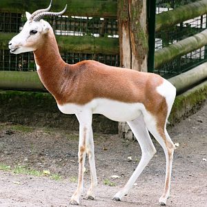 Mhorr gazelle; Frankfurt; 9th September 2010