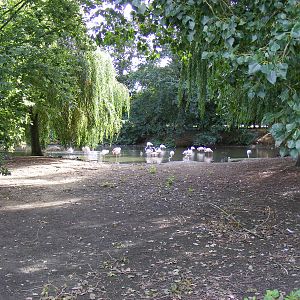 Flamingoes at Africa Alive!, 13 September 2010