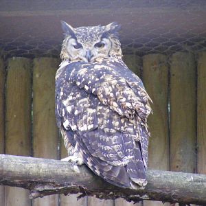 Kenyan eagle owl at Africa Alive!, 13 September 2010