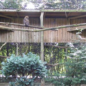 Kenyan eagle owl enclosure at Africa Alive!, 13 September 2010