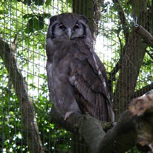 Milky eagle owl at Africa Alive!, 13 September 2010