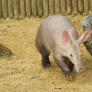 Aardvark at Africa Alive!, 13 September 2010