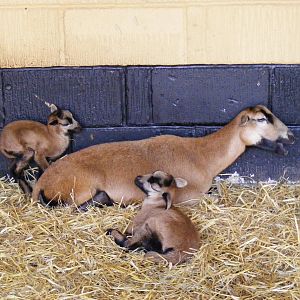 Cameroon sheep at Africa Alive!, 13 September 2010