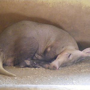 Aardvark at Africa Alive!, 13 September 2010