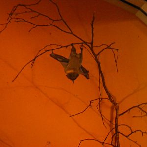 Straw-coloured fruit bat at Africa Alive!, 13 September 2010