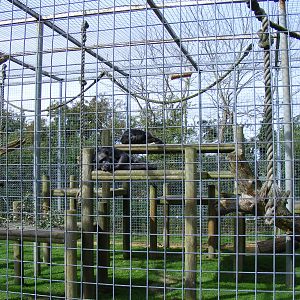 Chimpanzee enclosure at Africa Alive!, 13 September 2010