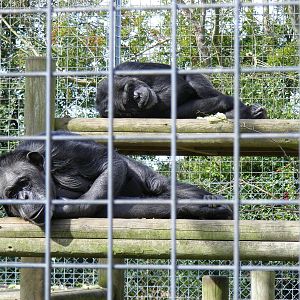 Jimmy and Jill the chimpanzees at Africa Alive!, 13 September 2010