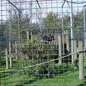 King colobus monkey enclosure at Africa Alive!, 13 September 2010
