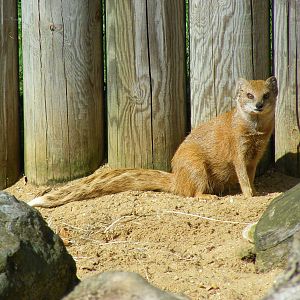 Yellow mongoose at Africa Alive!, 13 September 2010