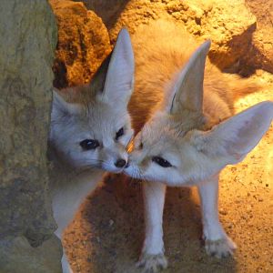 Fennec foxes at Africa Alive!, 13 September 2010