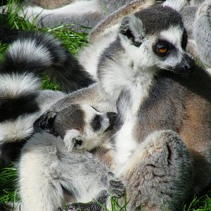 Ring-tailed lemur with baby at Africa Alive!, 13 September 2010