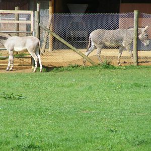 Diesel and Stan the Somali wild asses at Africa Alive!, 13 September 2010