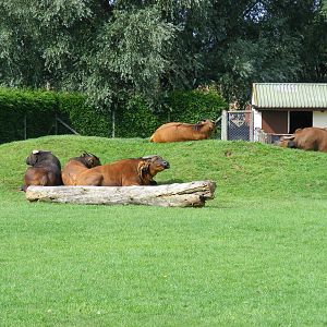 Congo buffaloes at Africa Alive!, 13 September 2010