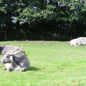 Domestic buffaloes at Africa Alive!, 13 September 2010
