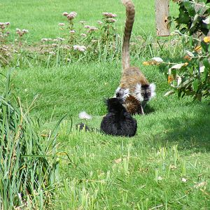 Black lemurs at Africa Alive!, 13 September 2010