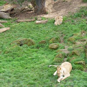 African lions at Africa Alive!, 13 September 2010