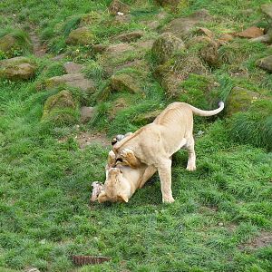 African lions at Africa Alive!, 13 September 2010
