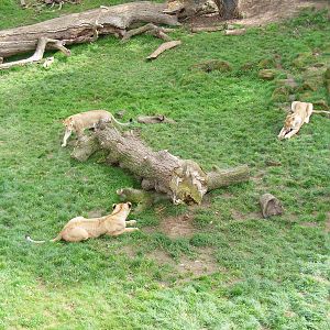 African lions at Africa Alive!, 13 September 2010