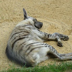 Striped hyaena at Africa Alive!, 13 September 2010