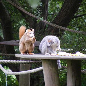 Crowned lemurs at Africa Alive!, 13 September 2010